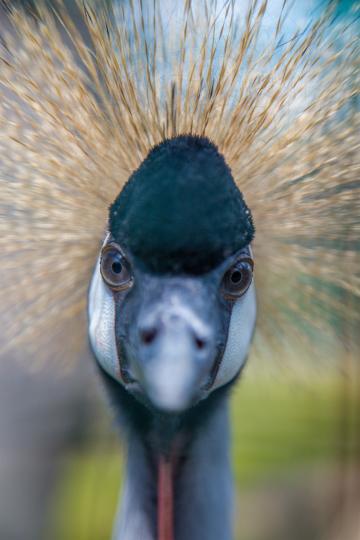 Egzotyczne ptaki - Żywe Ogrody Królestwo Zwierząt